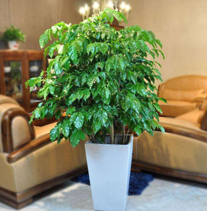 綠植租擺的好處有哪些呢？