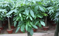 綠植室內(nèi)最好養(yǎng)的是哪幾種？
