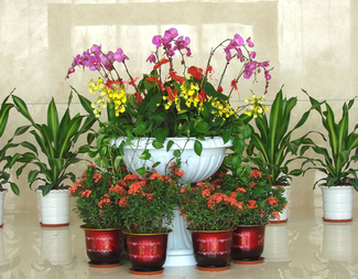 植物租擺對室內環(huán)境的影響