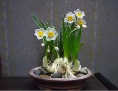 為什么要選擇綠植租賃公司租植物？